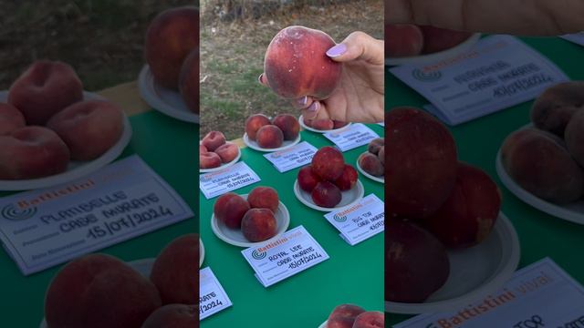 Обзор персиков и нектаринов.Часть 2