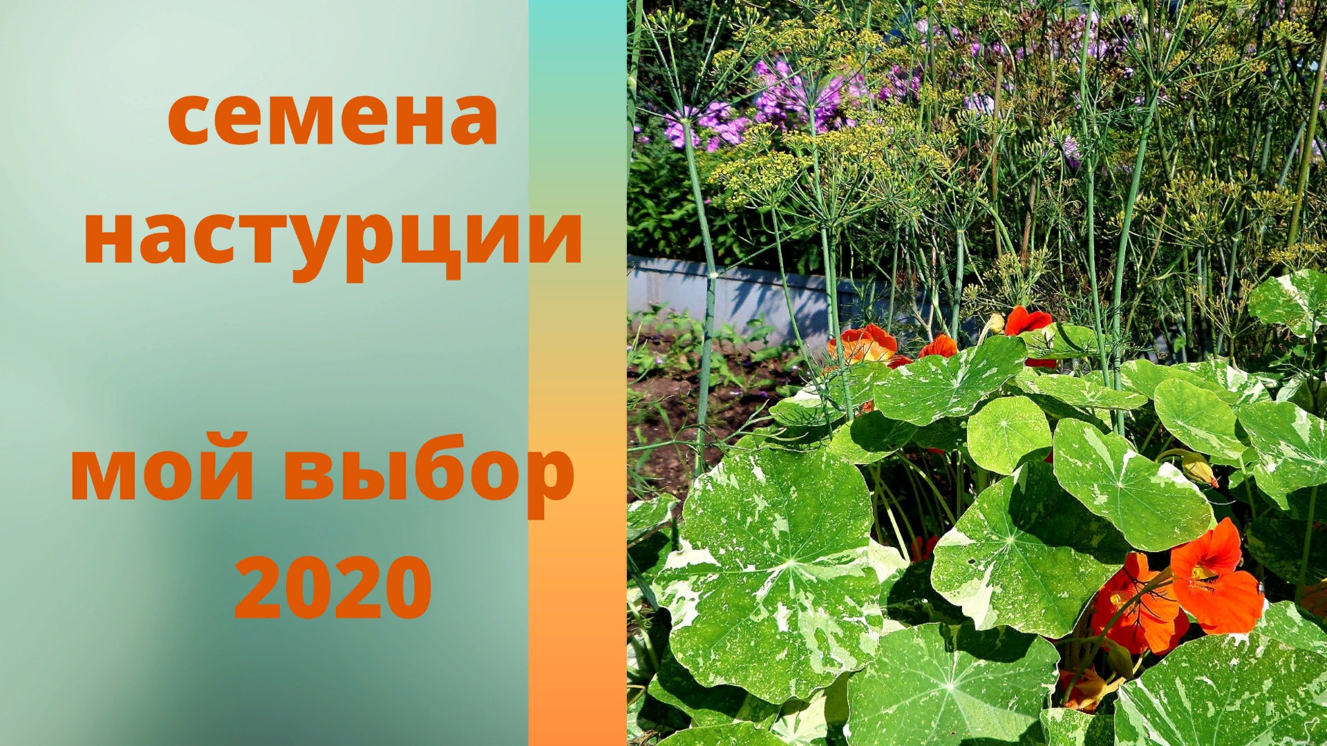 Сорта настурции. Семена 2020.