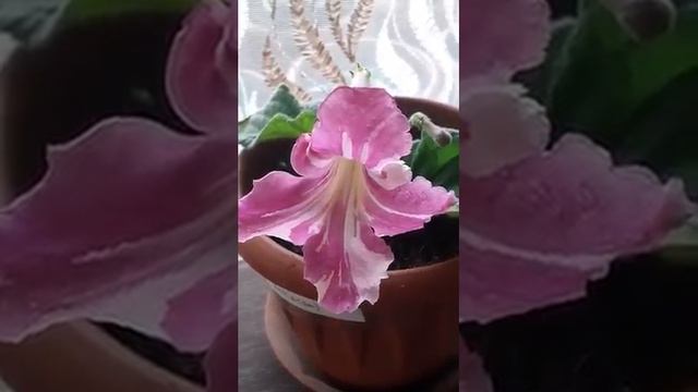 BRISTOL_S SPECTACULAR , стрептокарпус