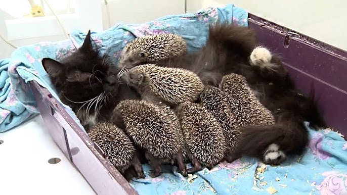 10 Животных, спасших друг друга