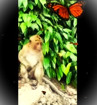 #Кто в #Таиланде может #ограбить вас? Только они, #обезьяны
Держи сумку крепче, ближе к телу