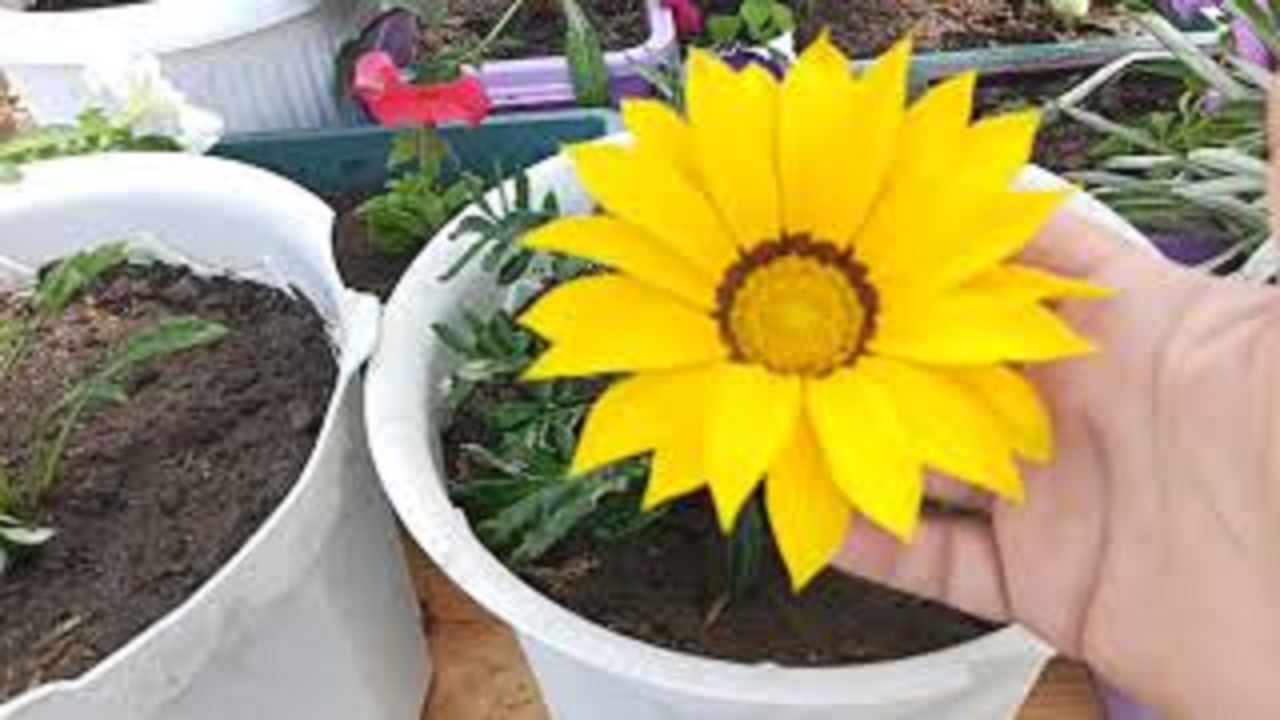 30. ВЫСАДКА РАССАДЫ ПЕТУНИИ И ГАЗАНИИ В КАШПО