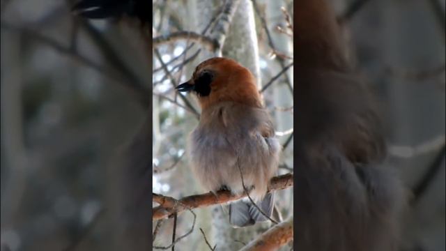 #shorts Сойка на ветке поет