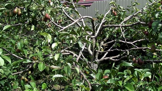 УДОБНЫЙ И УРОЖАЙНЫЙ САД ПАВЛОВЫХ В НОВОВЕЛИЧКОВСКОЙ