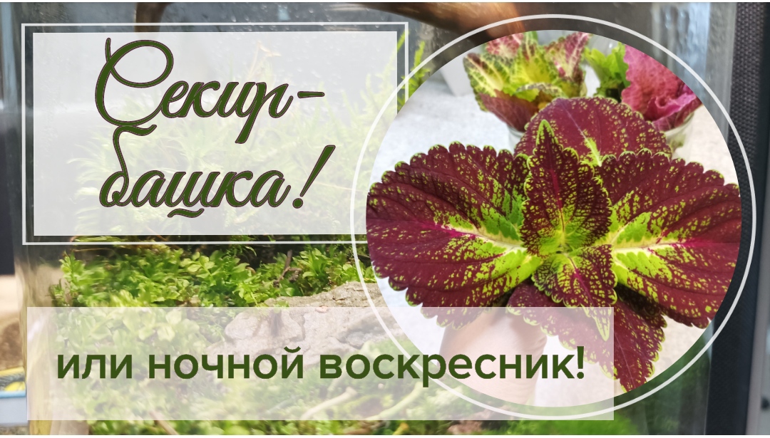 Секир- башка, или ночной воскресник.