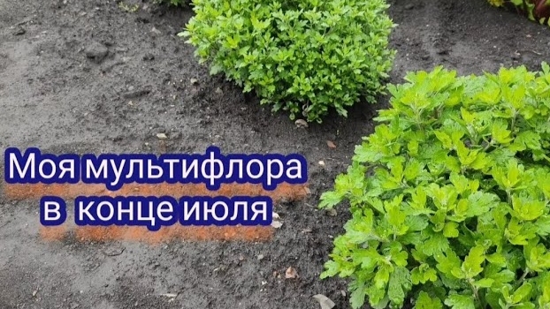 Хризантема мультифлора в конце июля. Подкормки и уход