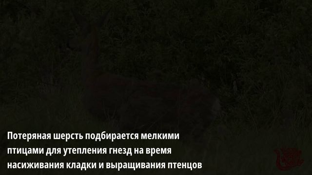 Весенняя линька животных или чем утеплить птичьи гнезда