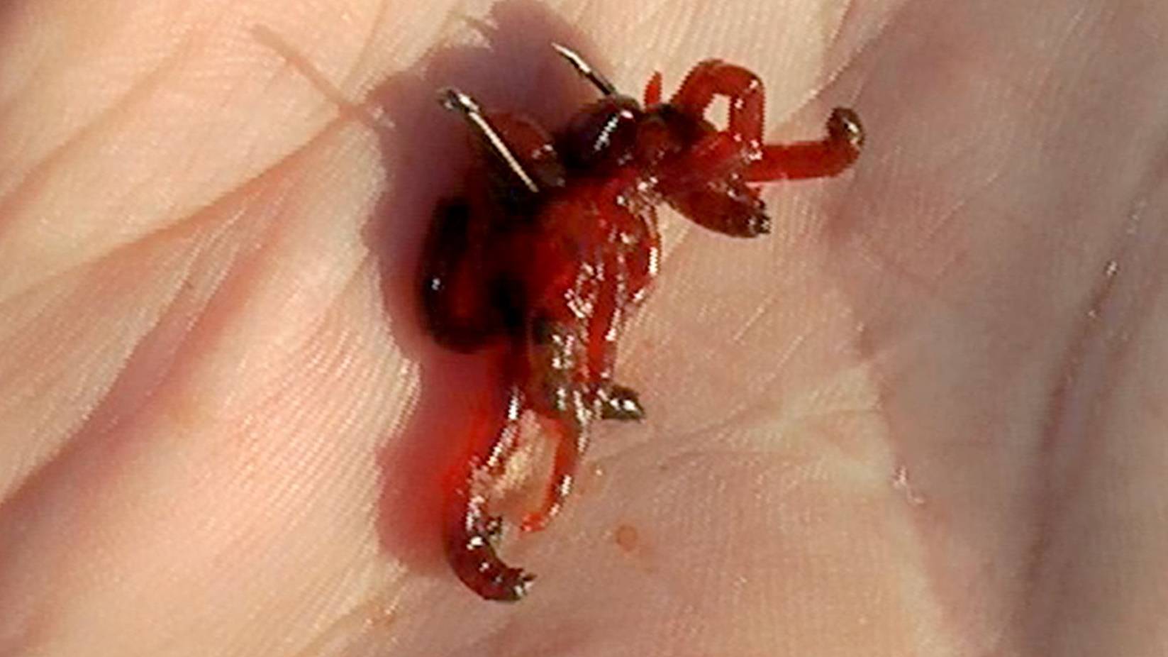 Как насадить на крючок червя, опарыша, и мотыля.