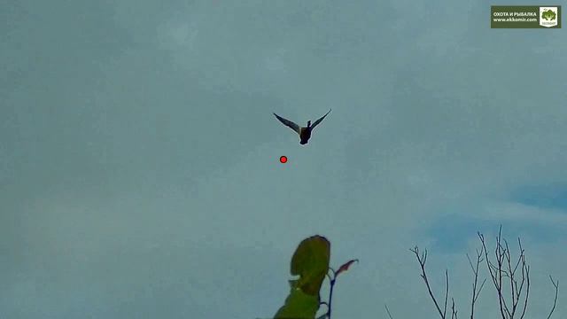 Прекрасная охота на утку в начале сентября. +18