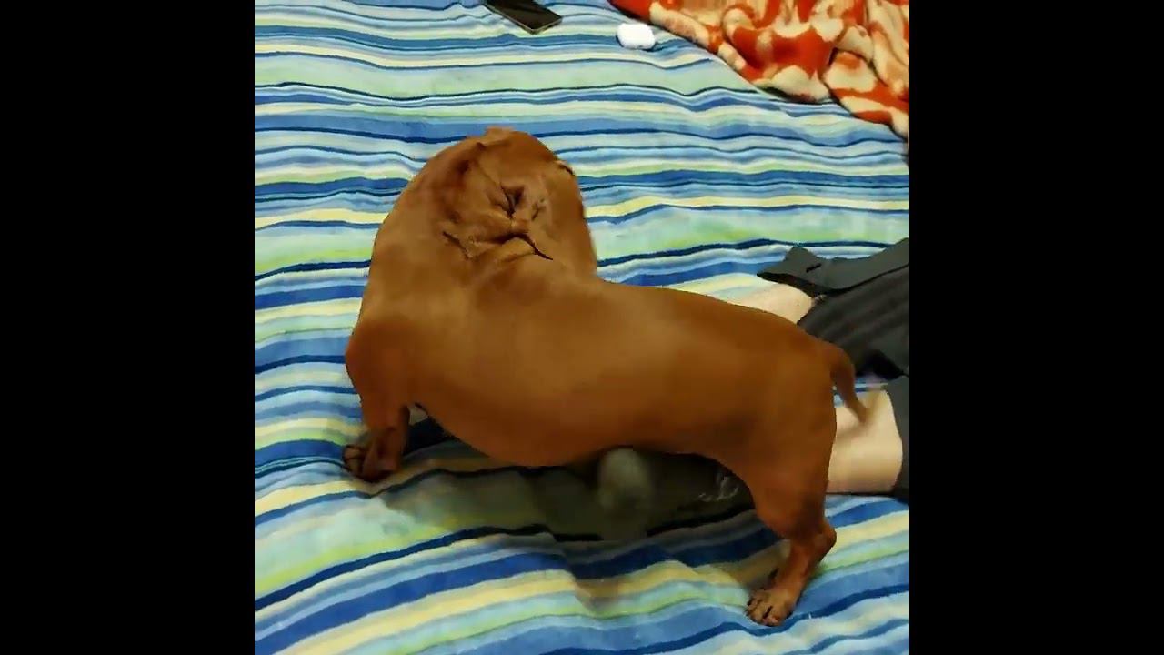 Лучшая игрушка это папина ножка