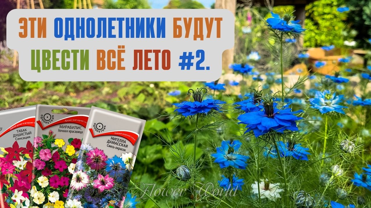 Эти однолетники будут цвести всё лето #2.