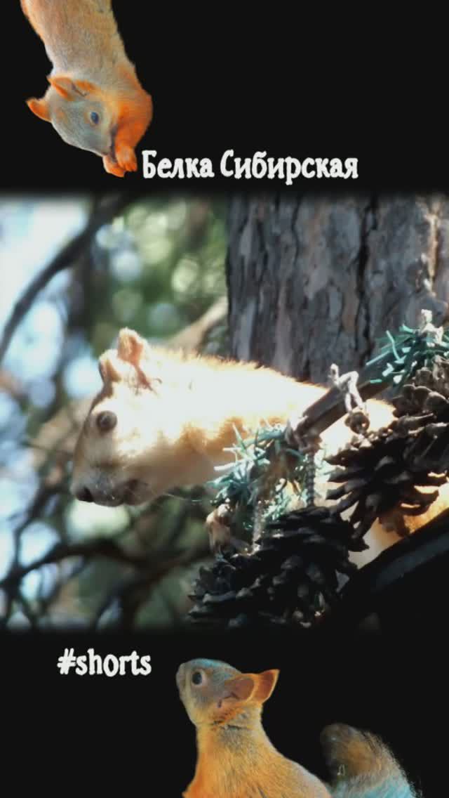 Рыжий Безухов на кормушке
