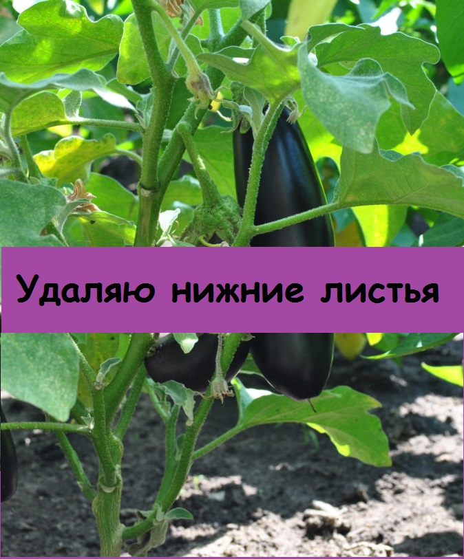 Нужно ли удалять нижние листья на баклажанах, или их нужно оставлять для развития пасынков