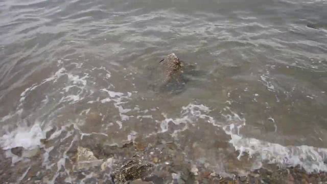 Приморье. Берег Амурского залива. Краткий очерк