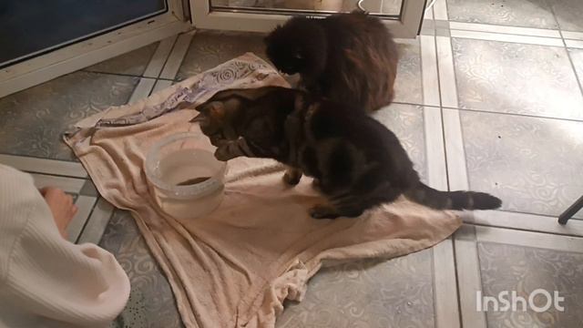 vlog//будни большой семьи// осторожно мошенники//кошачая рыбалка