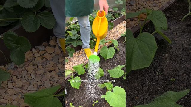 ПРОФИЛАКТИКА БОЛЕЗНЕЙ ОГУРЦОВ