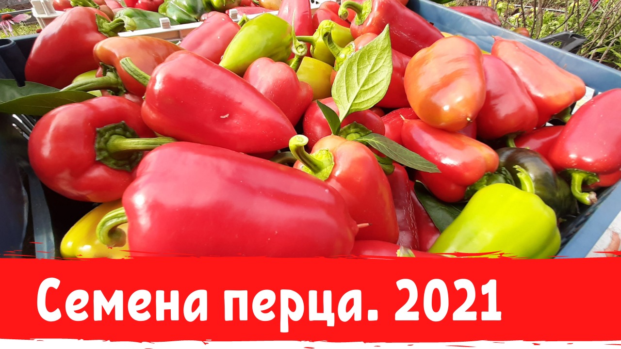 Семена. Перец сладкий. Сезон 2021
