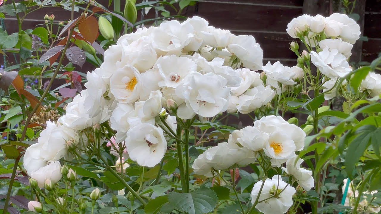 Август в Саду 3 августа 2023 часть 2