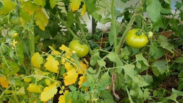 СИРЕНА!!!?ОНА МЕНЯ ПУГАЕТ!?КУДА ПОДЕВАЛИСЬ ГРИБЫ__!?НЕ ХОЧЕТ ИГРАТЬ!?