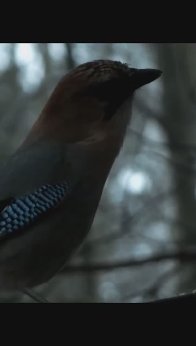 #shorts Сойка в сумраке