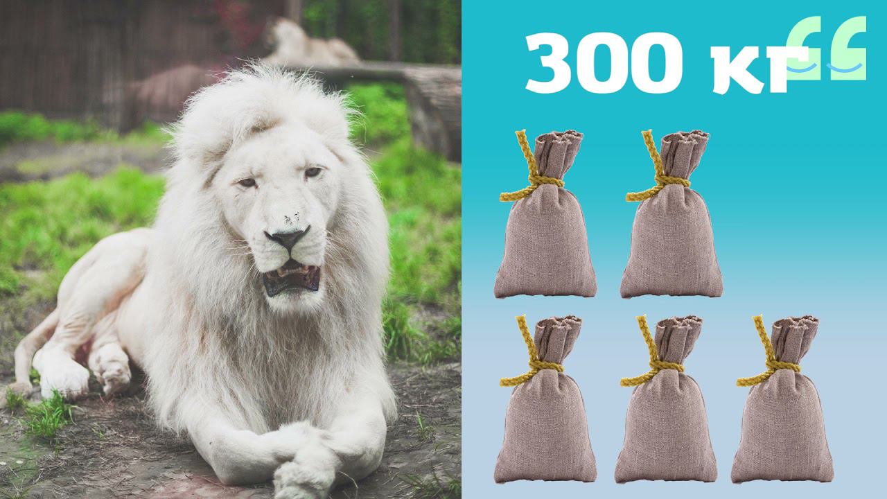 Zooдөнья / Ак арыслан / Белый лев / Царь зверей / Видео про животных