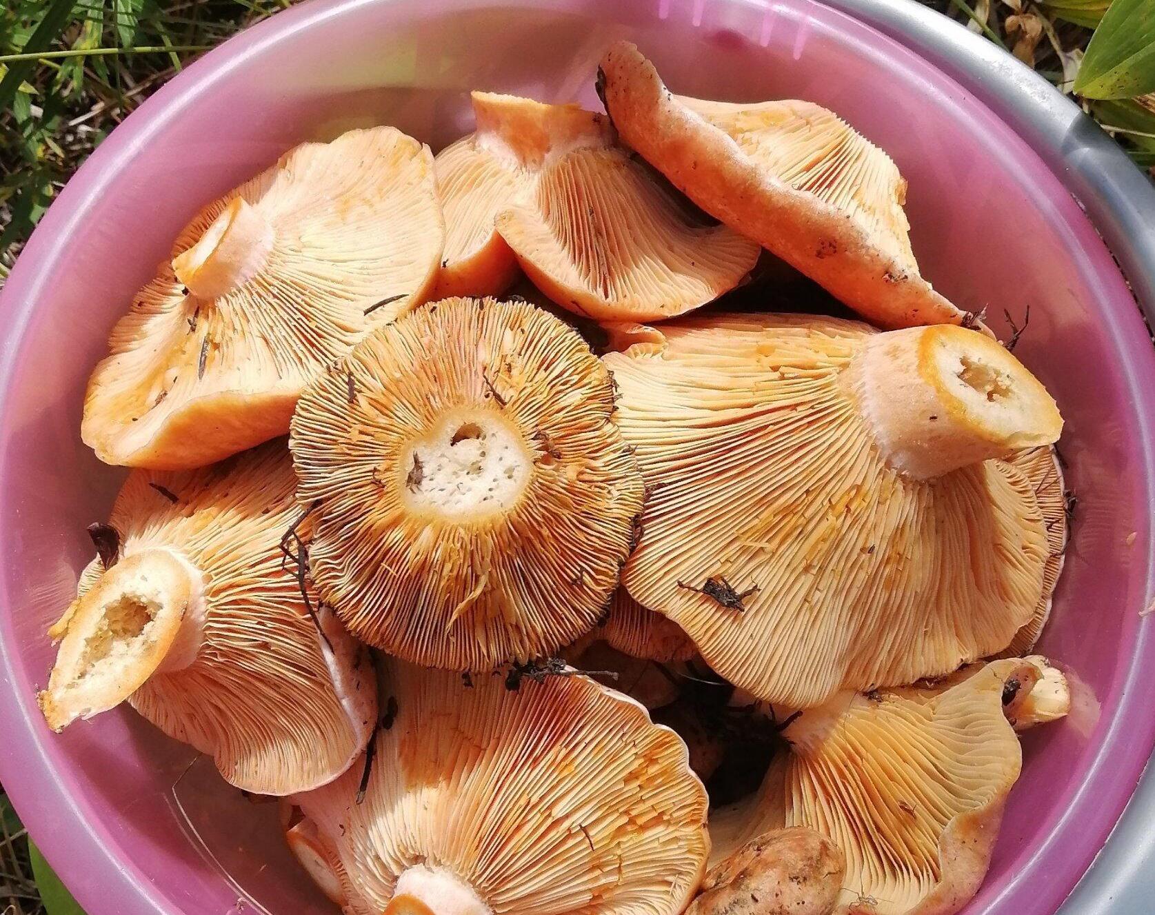 РЫЖИКИ РЕЦЕПТ ЗАСОЛКИ на ЗИМУ. КАК ПРИГОТОВИТЬ СОЛЕНЫЕ РЫЖИКИ