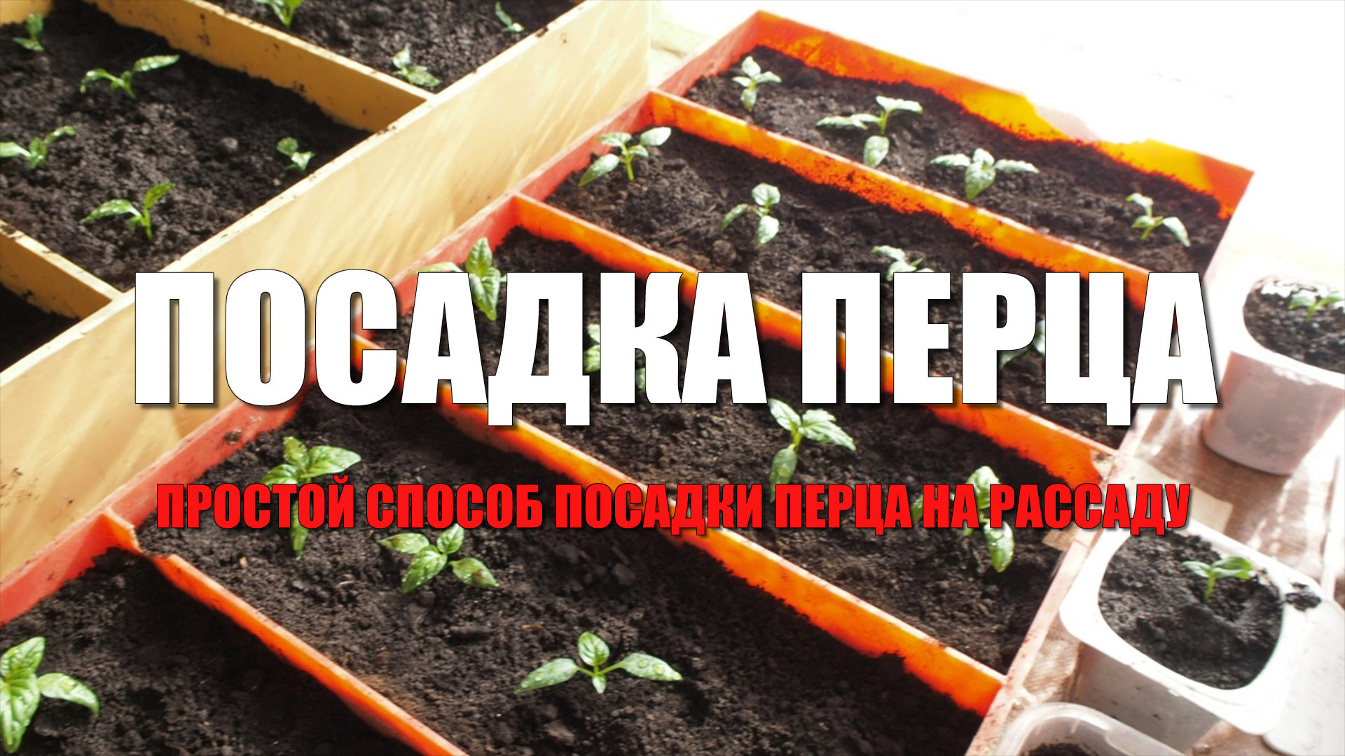 Посадка перца на рассаду. Простой способ посадки перца без особых заморочек