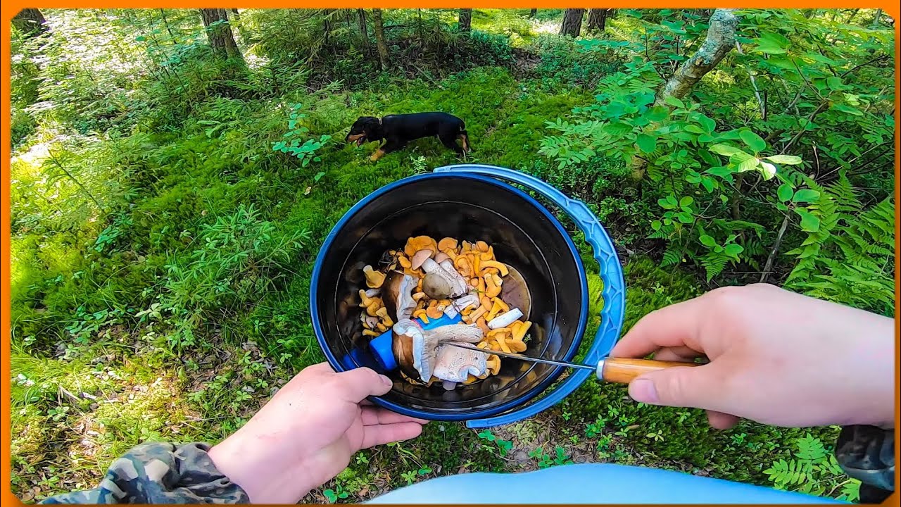 Первые грибы 8 июля сезон 2021. Кировская область.