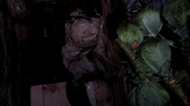 Заготовка маточной капусты для производства собственных семян.