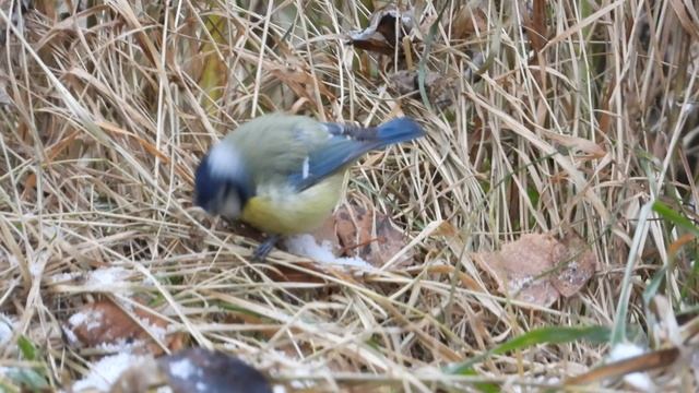 синица с синей головой Лазоревка, наблюдение птиц в Новгородской области, 19 ноября 2023