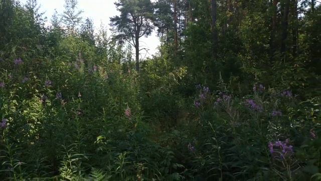 Оборотни - реальность или сказка _