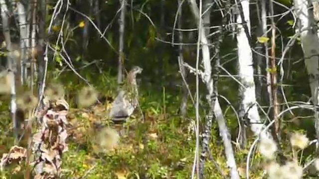 Тайга. Молодой рябчик