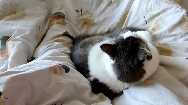 Милая пушистая кошечка Муся.