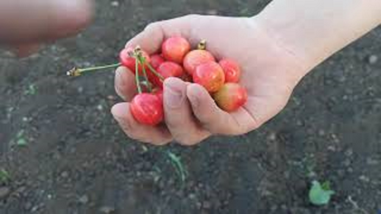 34. ОБЗОР РАССАДЫ ПОСЛЕ ДВУХ НЕДЕЛЬ ПОСЛЕ ПОСАДКИ.