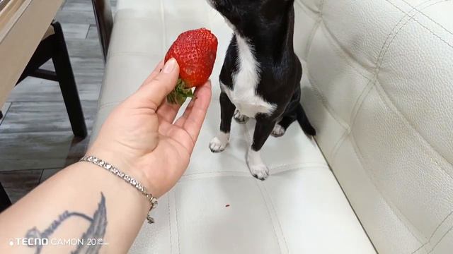 Чихуахуа и клубника 🍓.Не залетела)