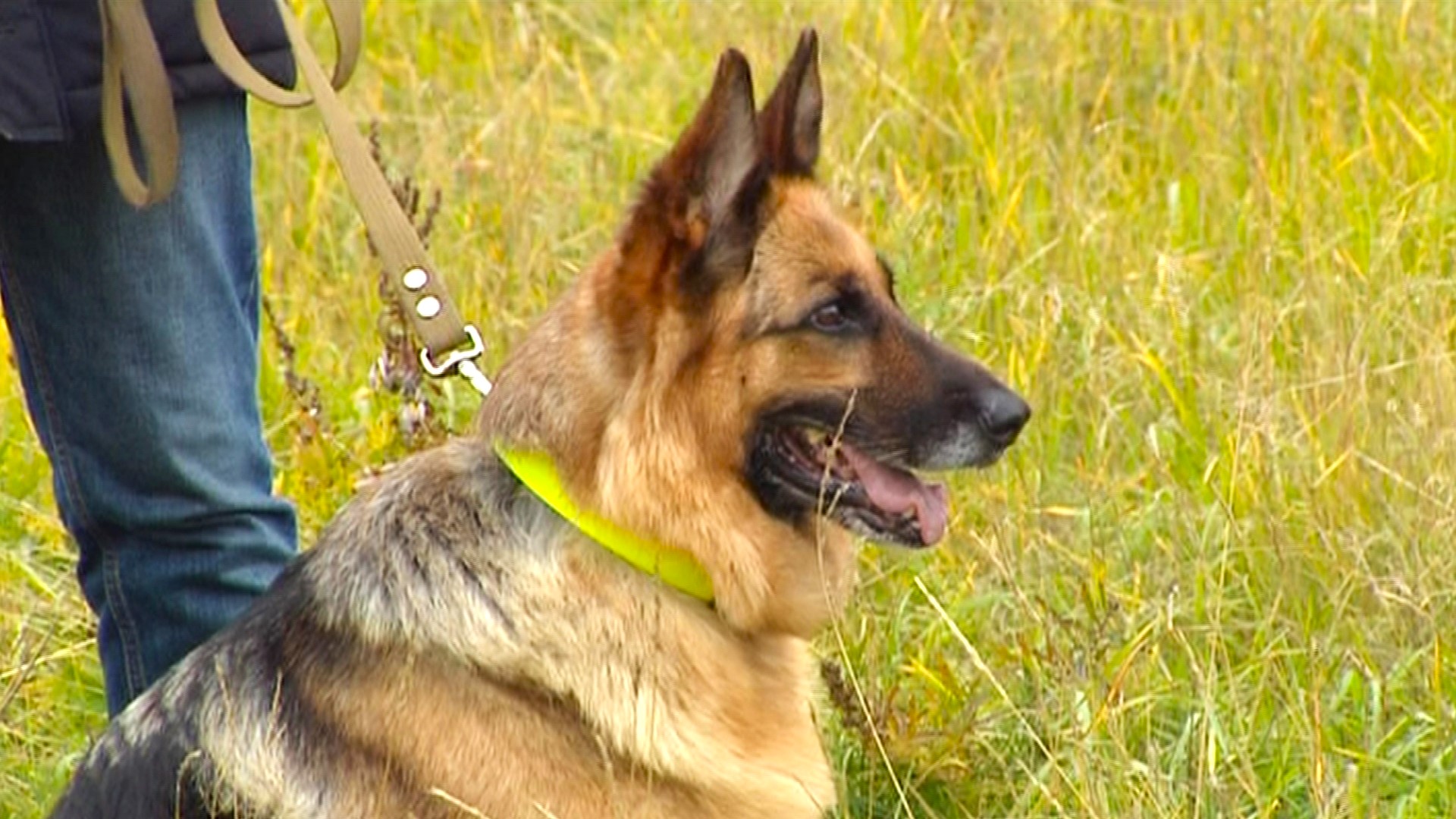 Как в Нижневартовске провожают на пенсию собак-полицейских