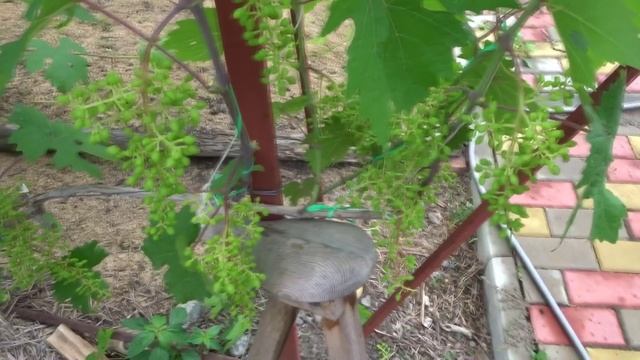 И СНОВА О ЛЕТНЕЙ  РАБОТЕ СО СТОЛОВЫМ  ВИНОГРАДОМ