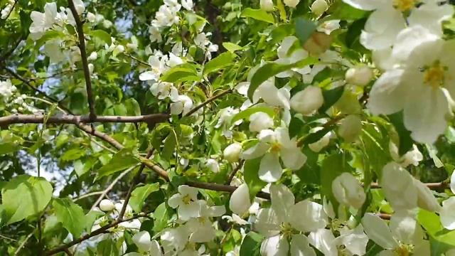 Яблоневый цвет