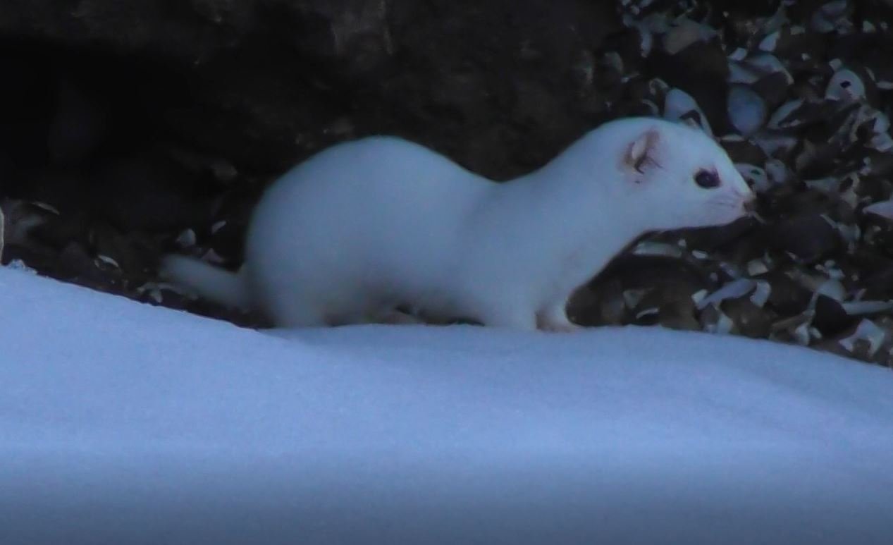 Ласка, Mustela nivalis. Фауна Новгородской области 26.11.2022