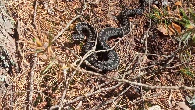 Гадюка . Крупная и очень красивая .