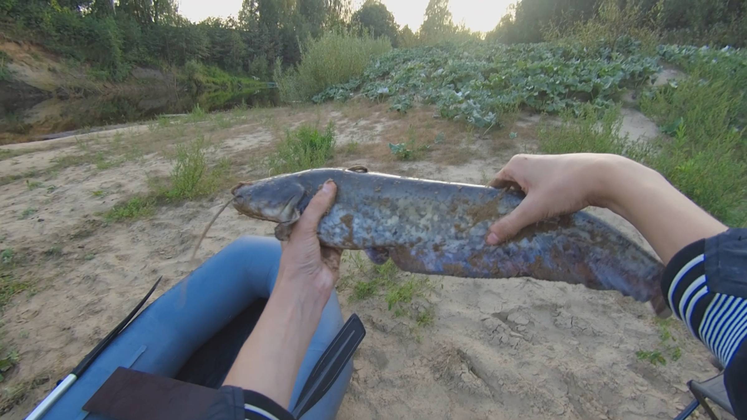 ПОЙМАЛ СОМА на ЧЕРВЯ! ВЕЧЕРНЯЯ РЫБАЛКА на СОМА С БЕРЕГА и с ЛОДКИ. ЛОВЛЯ СОМА на ЧЕРВЯ и ЖИВЦА