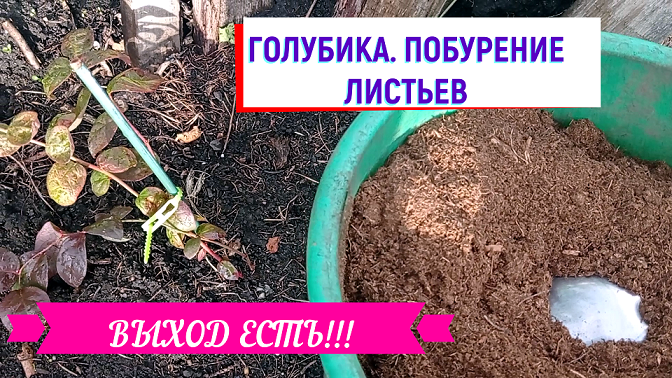 ГОЛУБИКА.ПОБУРЕНИЕ ЛИСТЬЕВ #голубика #побурелилистьяуголубики#голубикауход#голубиканаурале#голубикав