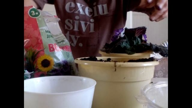 #пересадка_фиалки#фиалки_уход#комнатные_цветы Пересадка фиалки!