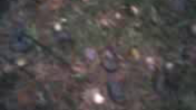 Следы присутствия кабанов в 15 км от С-Петербурга