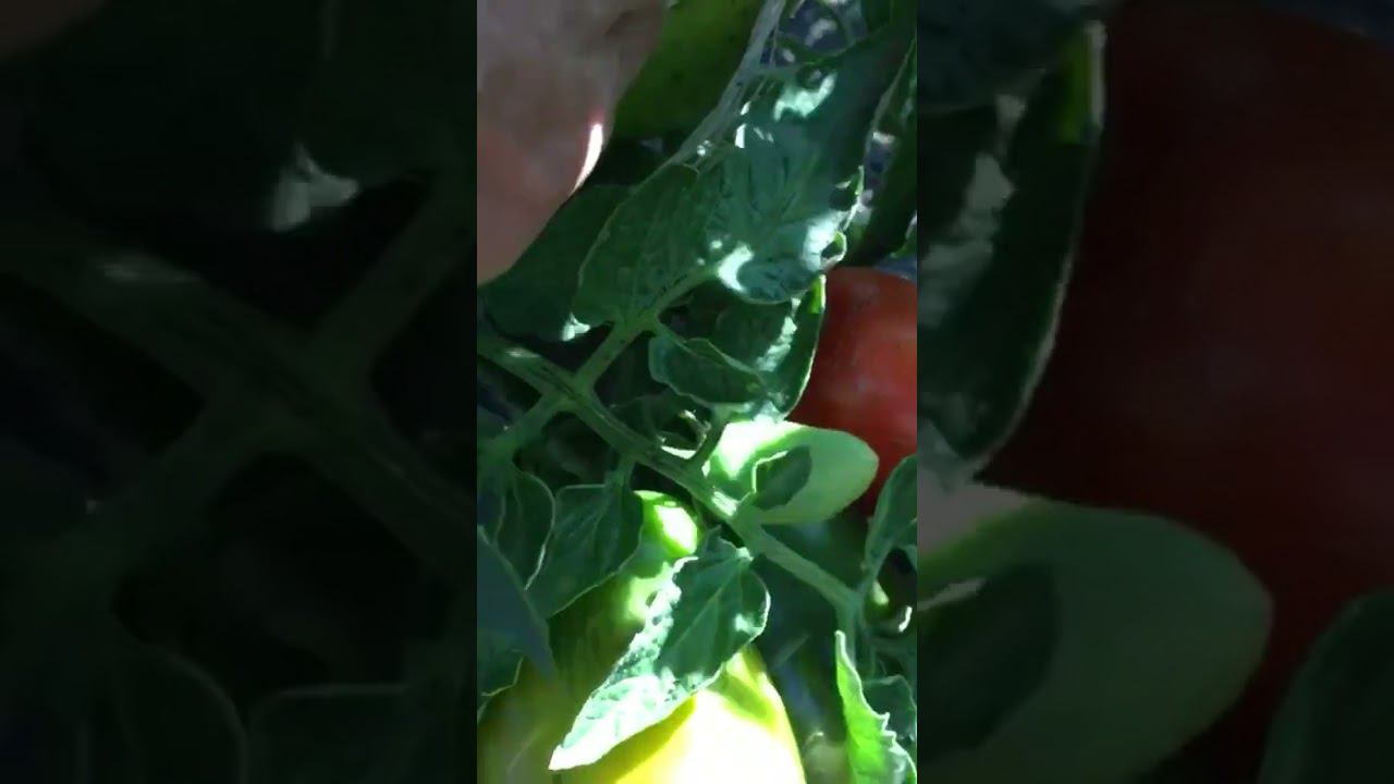 Обзор сорта томата «Сибирская тройка»ч.1 #shorts  #shots #садиогород #томаты #сортатоматов