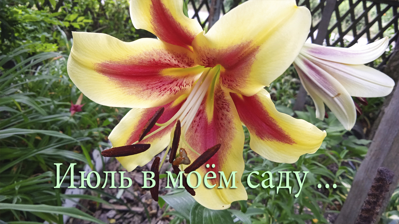 Июль в моём саду*