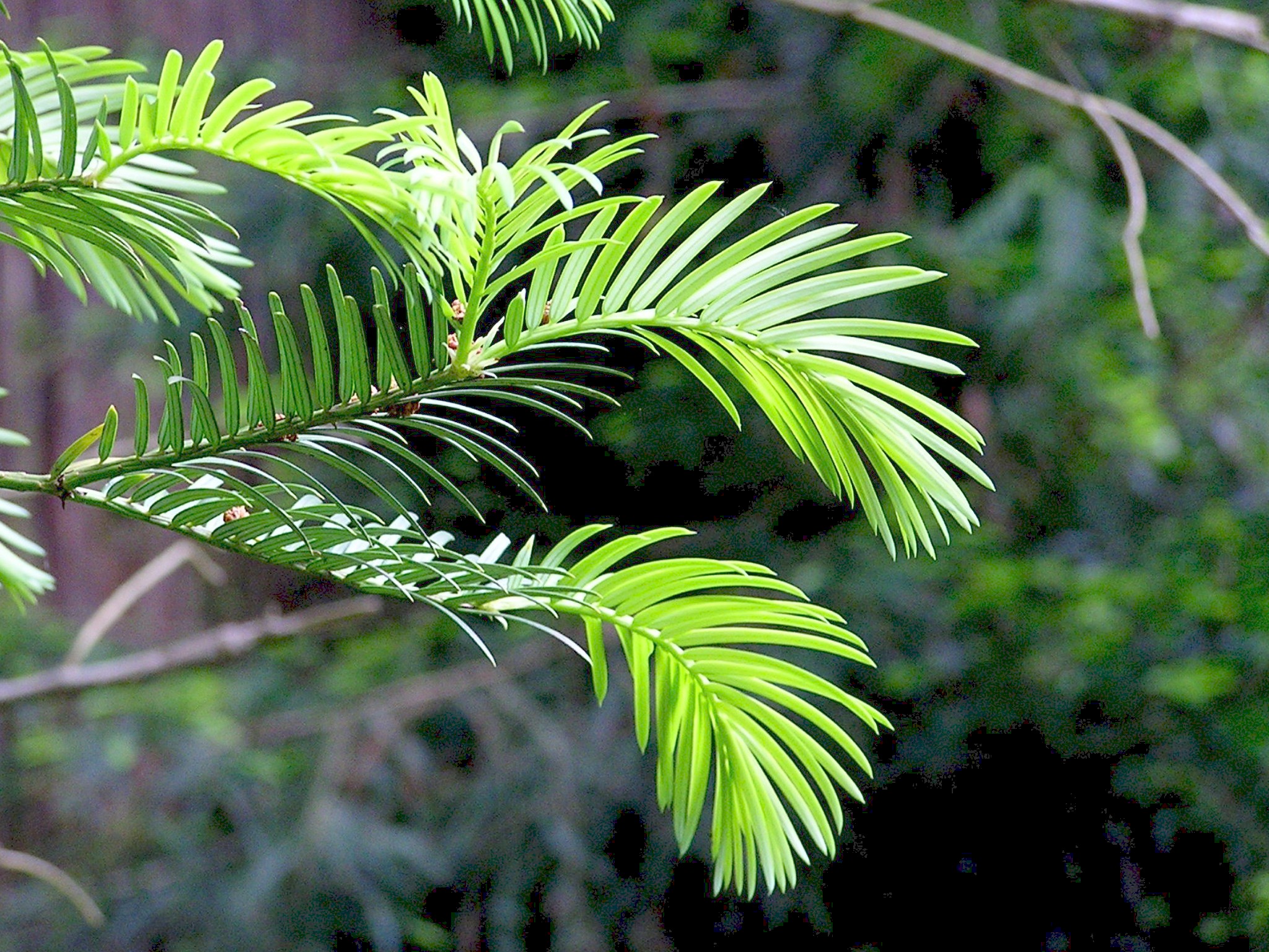 ИНТЕРЕСНЫЙ ПАРК В ДАХОВСКОЙ