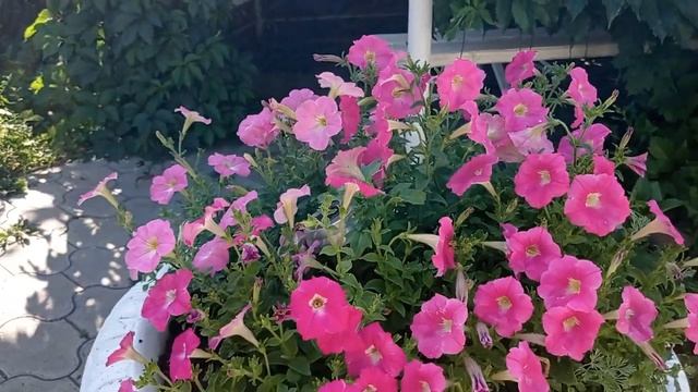 Петуньи ,выращенные мной из семян