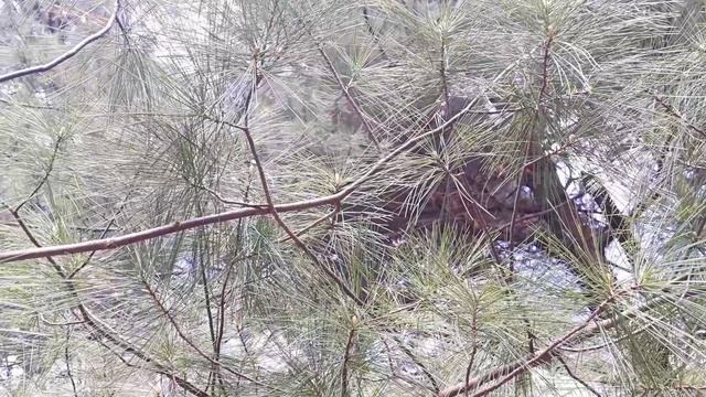 2022 Ботанический сад 12мая 6мин. 1316 4к.mp4