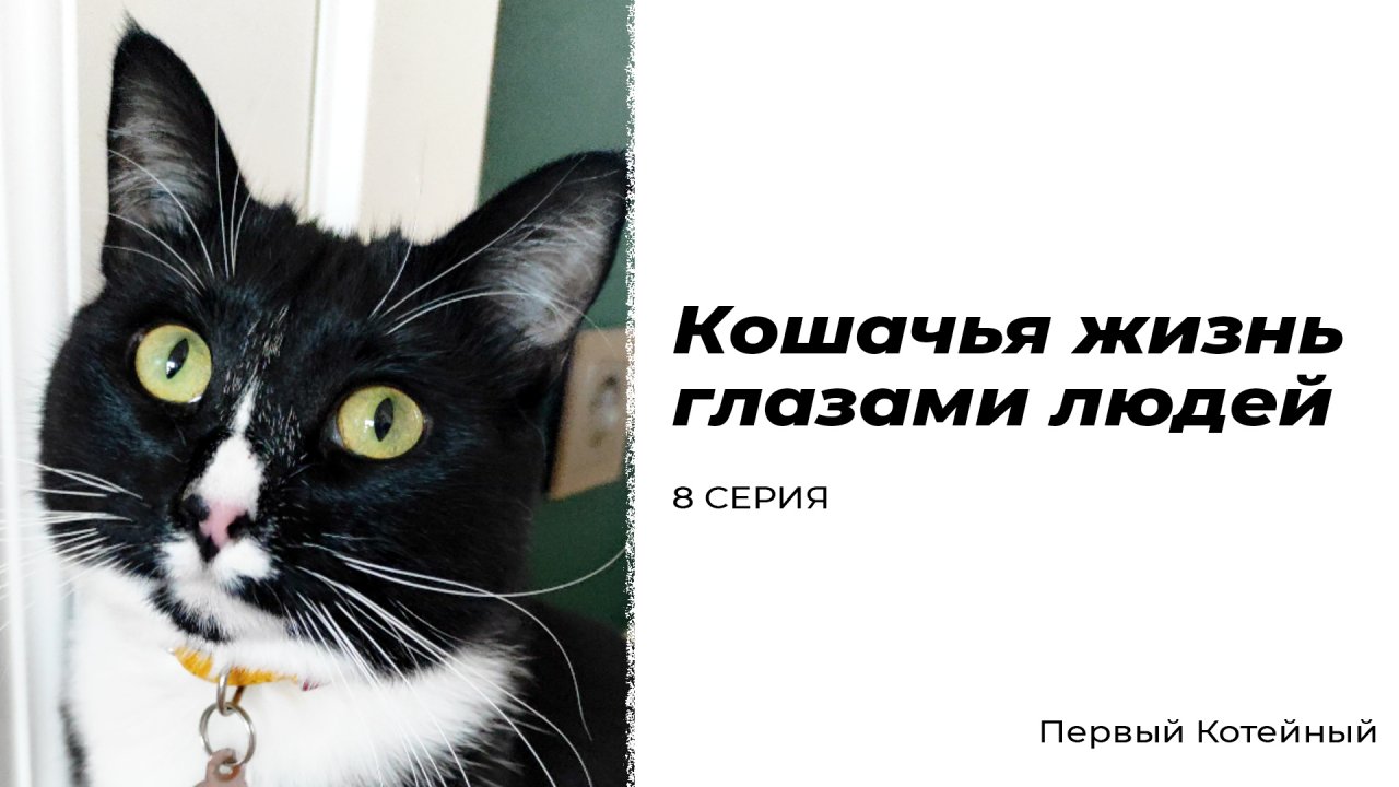 Кошачья жизнь глазами людей — 8 СЕРИЯ